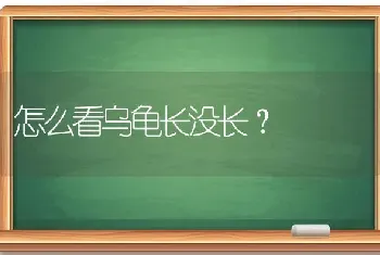 怎么看乌龟长没长？