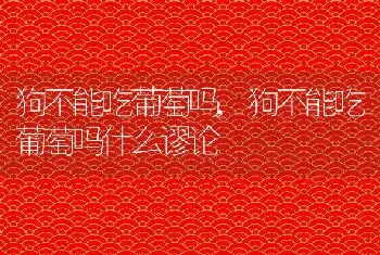 狗不能吃葡萄吗，狗不能吃葡萄吗什么谬论