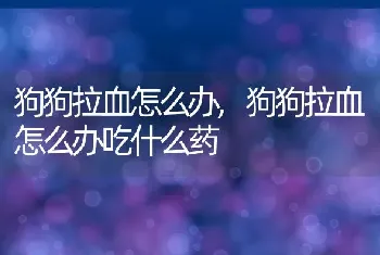 狗狗拉血怎么办，狗狗拉血怎么办吃什么药