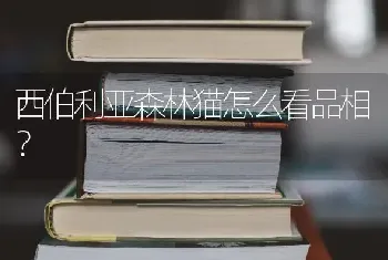 西伯利亚森林猫怎么看品相？