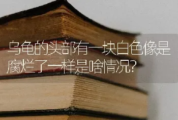 乌龟的头部有一块白色像是腐烂了一样是啥情况？