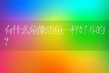 有什么龟像庙龟一样好养的？