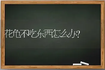 花龟不吃东西怎么办？