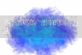 冬季蛋鸡高产蛋率的饲养方法