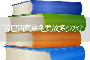 养巴西黄金龟要放多少水？