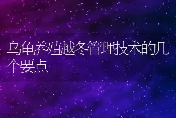 乌龟养殖越冬管理技术的几个要点