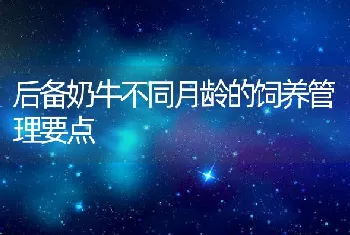 后备奶牛不同月龄的饲养管理要点