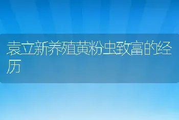 袁立新养殖黄粉虫致富的经历