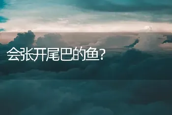 会张开尾巴的鱼？