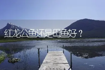 红龙公鱼还是母鱼好？