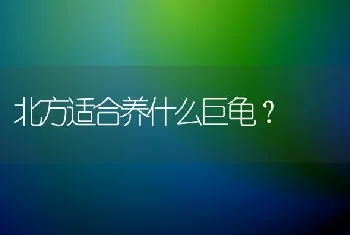 北方适合养什么巨龟？