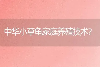 中华小草龟家庭养殖技术？