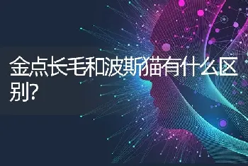 金点长毛和波斯猫有什么区别？