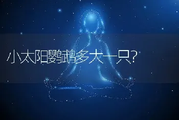 小太阳鹦鹉多大一只？