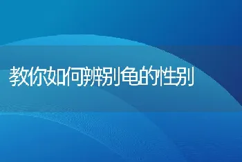 教你如何辨别龟的性别