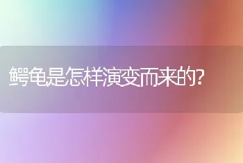 鳄龟是怎样演变而来的？