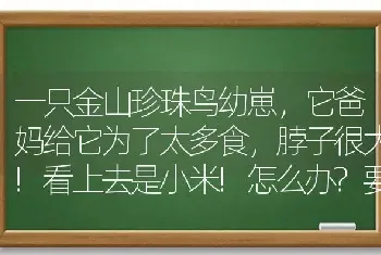 一只金山珍珠鸟幼崽，它爸妈给它为了太多食，脖子很大!看上去是小米!怎么办?要自己喂吗?能饿几天喂吗？