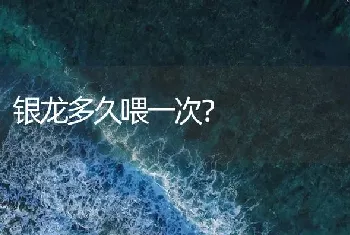 银龙多久喂一次？