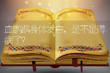 血鹦鹉身体发白，是不是得病了？