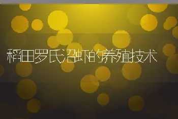 稻田罗氏沼虾的养殖技术