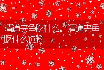 清道夫鱼吃什么，清道夫鱼吃什么饲料