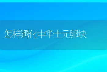 怎样孵化中华土元卵块