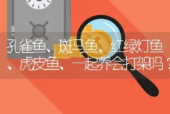 孔雀鱼、斑马鱼、红绿灯鱼、虎皮鱼、一起养会打架吗？