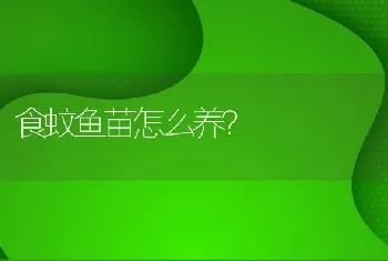 食蚊鱼苗怎么养？