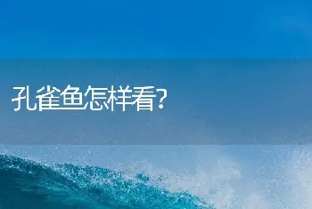 孔雀鱼怎样看？