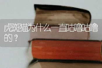 虎斑猫为什么一直咕噜咕噜的？