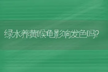 绿水养黄喉龟影响发色吗？