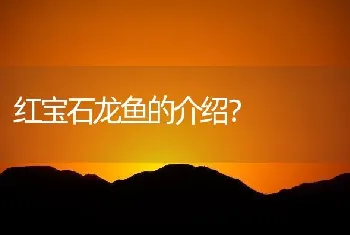 红宝石龙鱼的介绍？