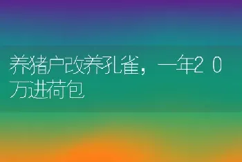 养猪户改养孔雀，一年20万进荷包