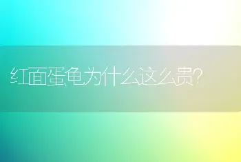 红面蛋龟为什么这么贵？