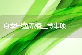 夏季甲鱼养殖注意事项