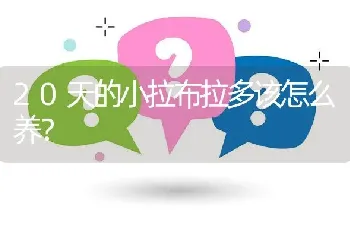 20天的小拉布拉多该怎么养？