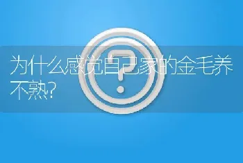 为什么感觉自己家的金毛养不熟？