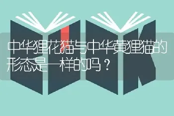 中华狸花猫与中华黄狸猫的形态是一样的吗？