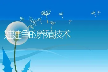 孔雀竹芋的养殖技巧