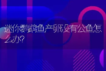 迷你鹦鹉鱼产卵没有公鱼怎么办？