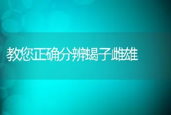 教您正确分辨蝎子雌雄