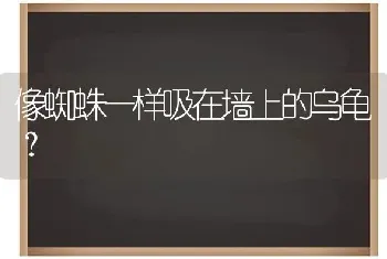 像蜘蛛一样吸在墙上的乌龟？