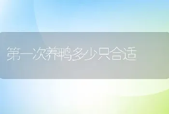 第一次养鸭多少只合适