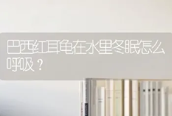 巴西红耳龟在水里冬眠怎么呼吸？