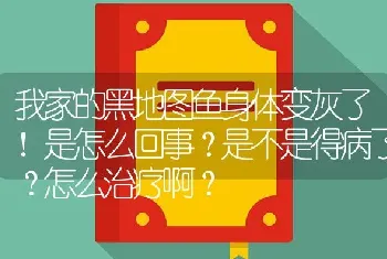 我家的黑地图鱼身体变灰了！是怎么回事？是不是得病了？怎么治疗啊？