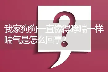 我家狗狗一直像得哮喘一样喘气是怎么回事？