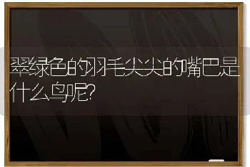 翠绿色的羽毛尖尖的嘴巴是什么鸟呢？