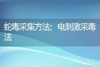 蛇毒采集方法:电刺激采毒法