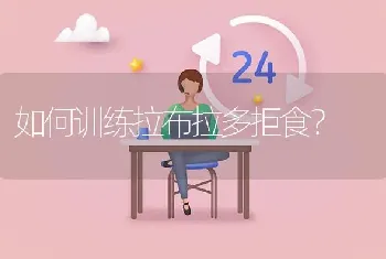 如何训练拉布拉多拒食？