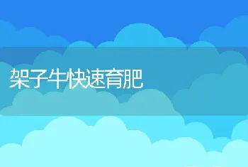 架子牛快速育肥